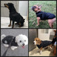 Water-Resistant Cosy Dog Jacket With Harness