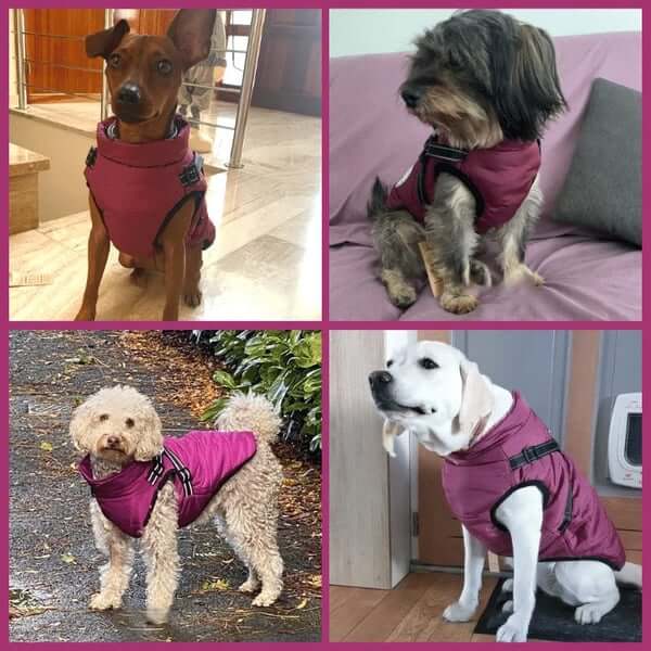 Water-Resistant Cosy Dog Jacket With Harness