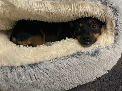 Calming Dog Bed Cave "Snuggle Sphere"