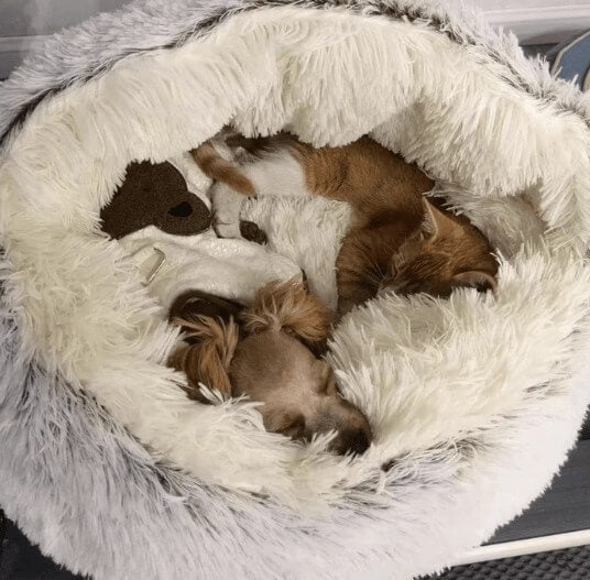 Calming Dog Bed Cave "Snuggle Sphere"