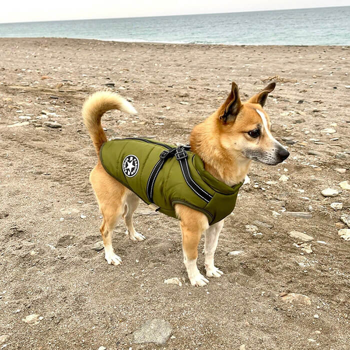 Dog 2024 water jacket